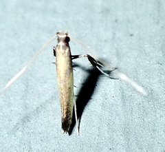 Caloptilia azaleella