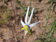Nemesia cheiranthus