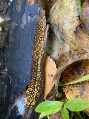 Myxomycetes