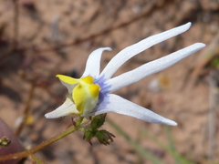 Nemesia cheiranthus