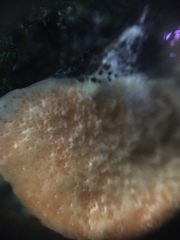 Hypomyces armeniacus