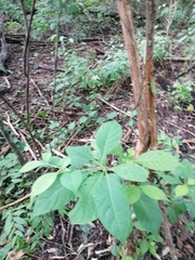 Calycophyllum candidissimum
