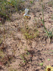 Nemesia cheiranthus