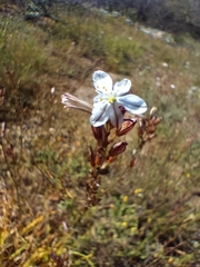 Chlorophytum graminifolium