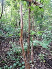 Calycophyllum candidissimum