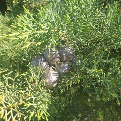 Cupressus macrocarpa