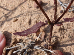 Nemesia cheiranthus