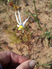 Nemesia cheiranthus