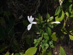 Barleria lawii