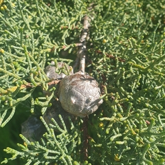 Cupressus macrocarpa