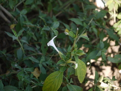 Barleria lawii
