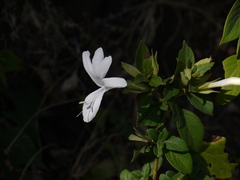 Barleria lawii