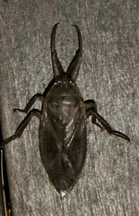 Lethocerus americanus