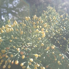 Cupressus macrocarpa