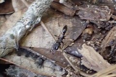 Odontomachus haematodus