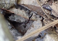 Odontomachus haematodus
