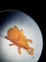Paragamasus runciger