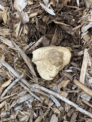 Volvariella bombycina