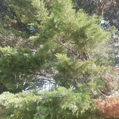 Cupressus macrocarpa