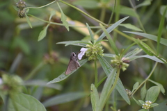 Borbo cinnara