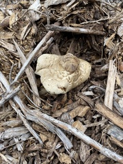 Volvariella bombycina