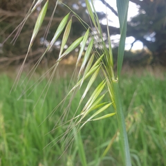 Avena barbata