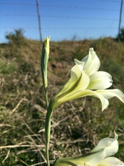Gladiolus tristis