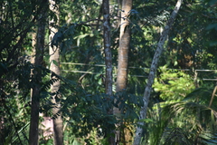 Dinopium benghalense