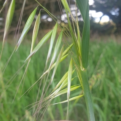 Avena barbata