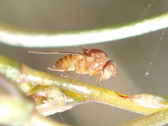 Drosophilinae