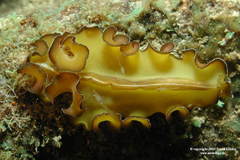 Pseudobiceros flowersi