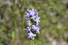 Campanula pyramidalis