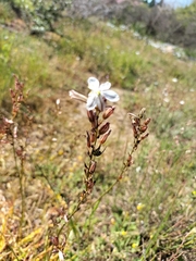 Chlorophytum graminifolium