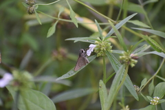 Borbo cinnara