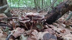 Mycena rosea
