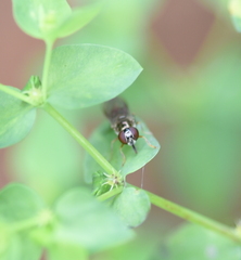 Platycheirus albimanus