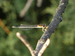 Ischnura fountaineae