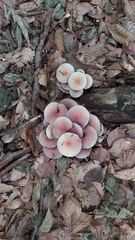 Mycena rosea