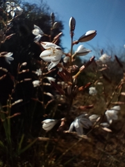 Chlorophytum graminifolium