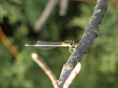 Ischnura fountaineae