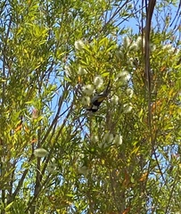 Phylidonyris niger