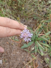 Dipsacoideae