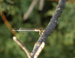 Ischnura fountaineae