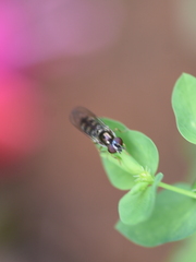 Platycheirus albimanus