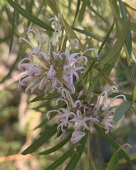 Grevillea linearifolia