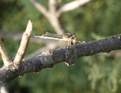 Ischnura fountaineae