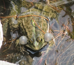 Pelophylax