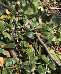 Cotoneaster dammeri
