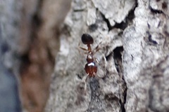 Crematogaster pinicola