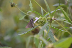 Borbo cinnara